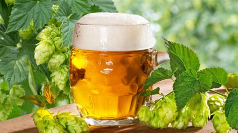 Slovenské chmeľnice