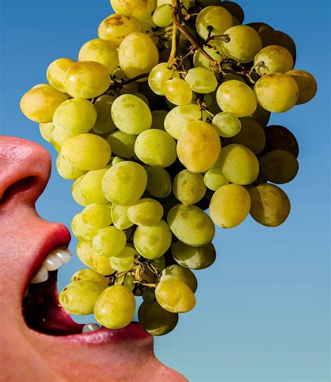 Ilustrácia bielych hroznových strapcov