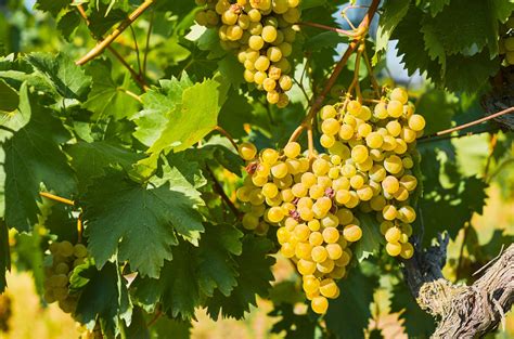 Slovenské vinohrady na slnku