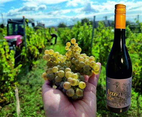 Vinice na Južnom Slovensku