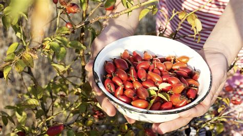 Zrelé, sýtočervené šípky pripravené na zber