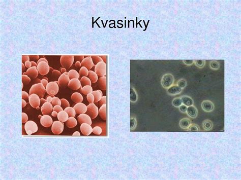 Ilustrácia procesu fermentácie - kvasinky premieňajúce cukor na alkohol