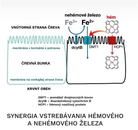 Diagram znázorňujúci cestu alkoholu v tele: od konzumácie, cez vstrebávanie v žalúdku a črevách, do krvného obehu, pečene a následné spracovanie.