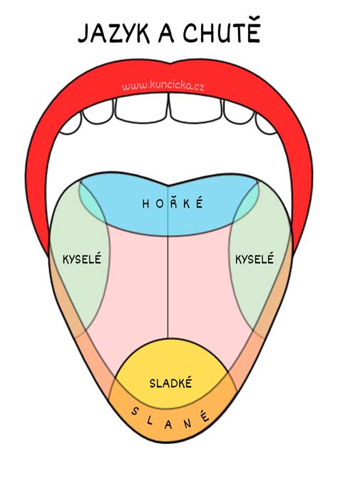 Schéma jazyka s vyznačenými chuťovými zónami