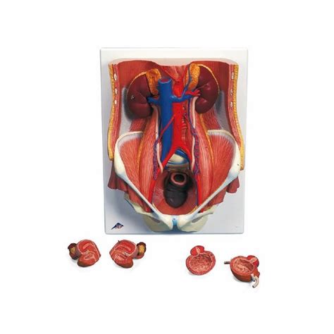 Ilustrácia ľudského močového systému