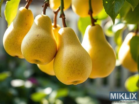 hrušky na strome
