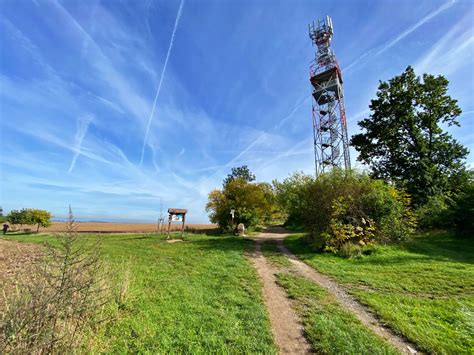 Vinice v okolí Hlohovca