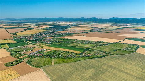 Staré gaštany v Suchej nad Parnou