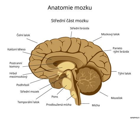 Ilustrácia mozgu s vyznačenými oblasťami zodpovednými za odmenu a závislosť