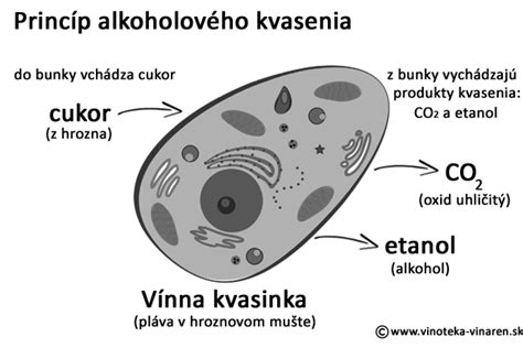 Ilustrácia rôznych štádií kvasenia vína