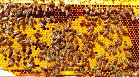 Včelí úľ a medové plásty