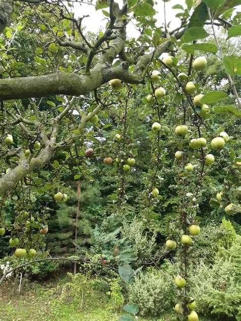 Zrelé jablká pripravené na mletie