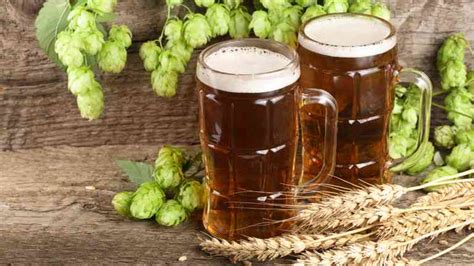 Ilustrácia chmeľu a jačmeňa, hlavných zložiek piva