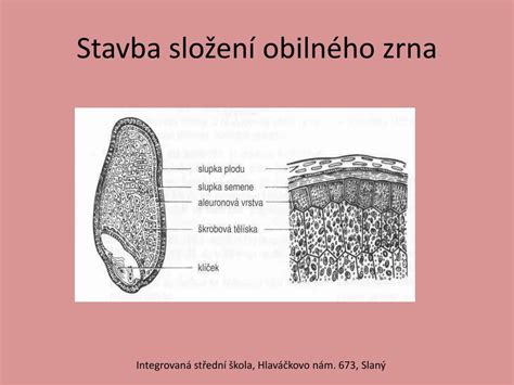 Ilustrácia obilného zrna jačmeňa
