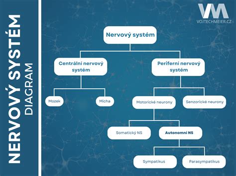 Diagram nervového systému