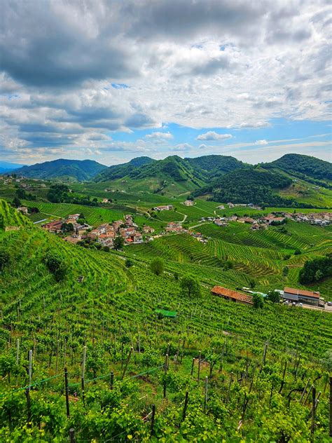 Malokarpatská krajina s vinohradmi