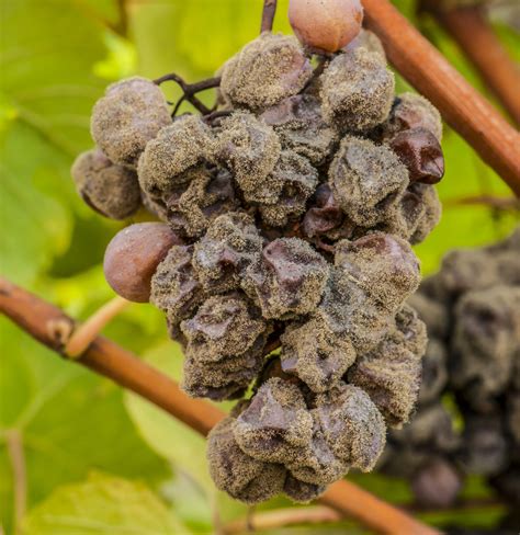Botrytis cinerea na hrozne
