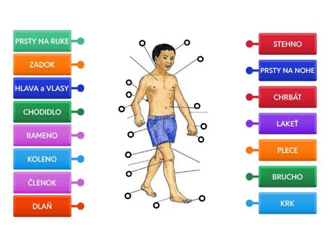 Diagram ľudského tela s vyznačenými orgánmi postihnutými alkoholom