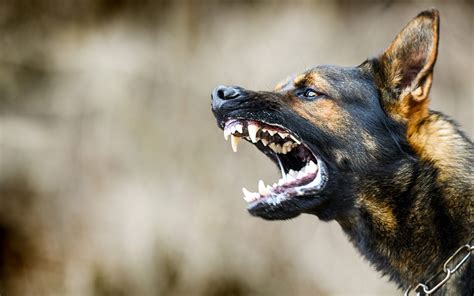 Pes s bylinkovou tinktúrou (ilustračné)