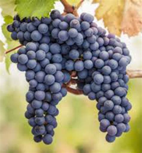 Hrozno Cabernet Sauvignon