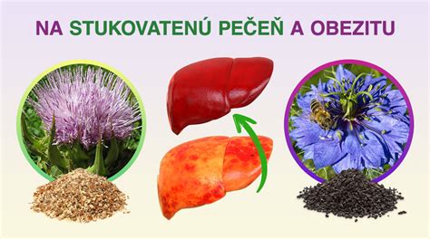 Diagram znázorňujúci vplyv alkoholu na pečeň a produkciu glukózy