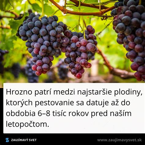 Detail hrozna na viniči