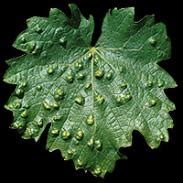 Detail listu viniča