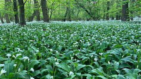 Ilustrácia medvedieho cesnaku v lese