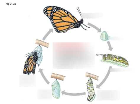 Diagram zobrazujúci cyklus alkoholovej závislosti