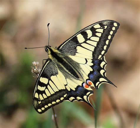 Motýľ s farebnými krídlami