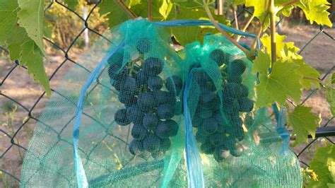 Hrozno dozrievajúce na vinici