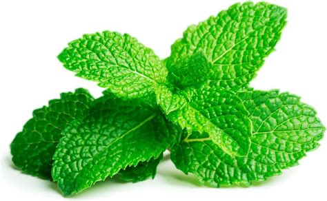 Zloženie likéru - mäta a bylinky