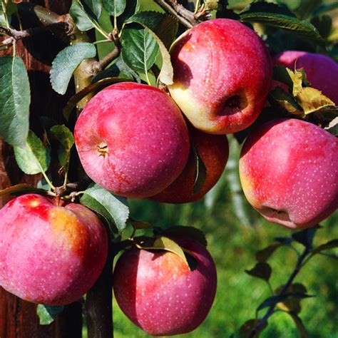 Ilustrácia jablone s plodmi Florina