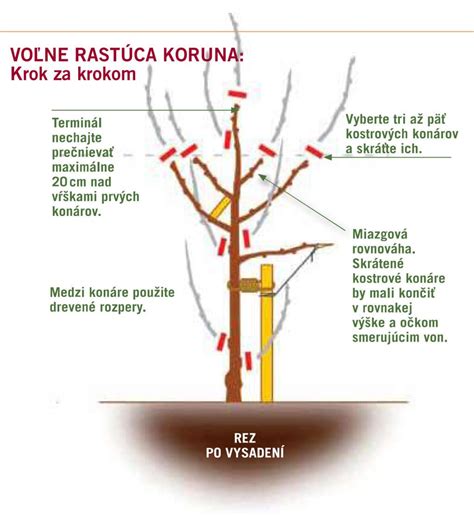 Ilustrácia správneho rezu jabloní