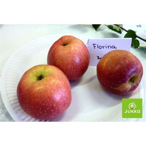 Detailné zobrazenie jablka Florina