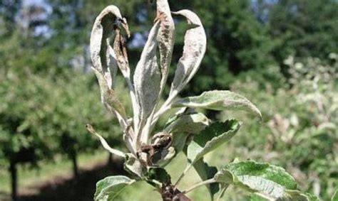 Ilustrácia bežných škodcov jabloní