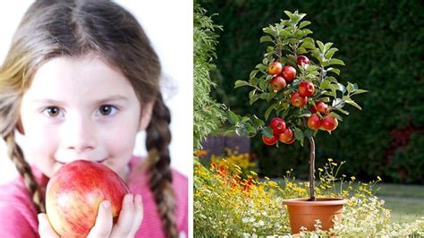 Jabloň pestovaná v nádobe na balkóne