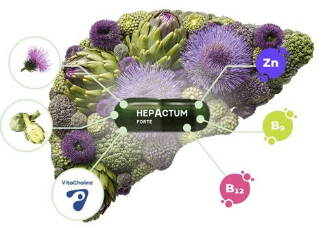 Schéma funkcie pečene