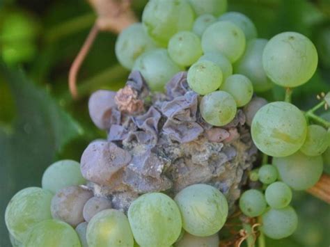 Ušľachtilá pleseň Botrytis cinerea na hrozne