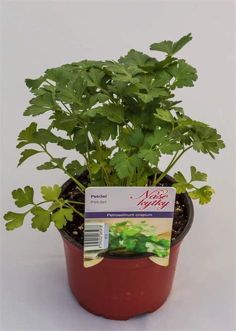 Ilustrácia znázorňujúca rôzne druhy byliniek