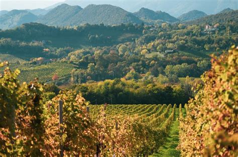Panoráma strmých kopcov pokrytých vinicami v oblasti Conegliano Valdobbiadene