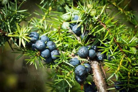 Plody borievky obyčajnej