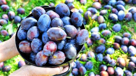 Ovocie pripravené na kvasenie