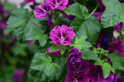 rôzne druhy jedlých kvetov