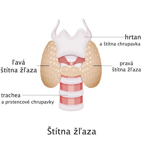Anatomické znázornenie štítnej žľazy v krku