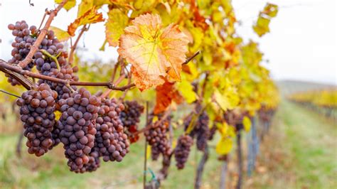 Jesenný vinohrad s dozrievajúcim hroznom