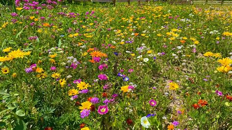 Májová lúka plná púpavových kvetov