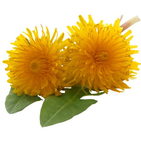 Pestrá paleta produktov z púpavy