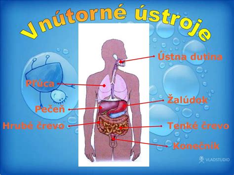 Mapa znázorňujúca orgány poškodené alkoholom