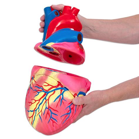 Ilustrácia ľudského srdca ako nádoby